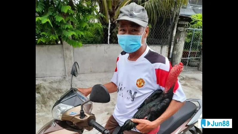 Bế gà đá đúng cách