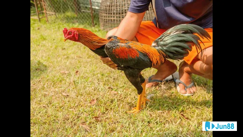 Bước thực hiện bế gà