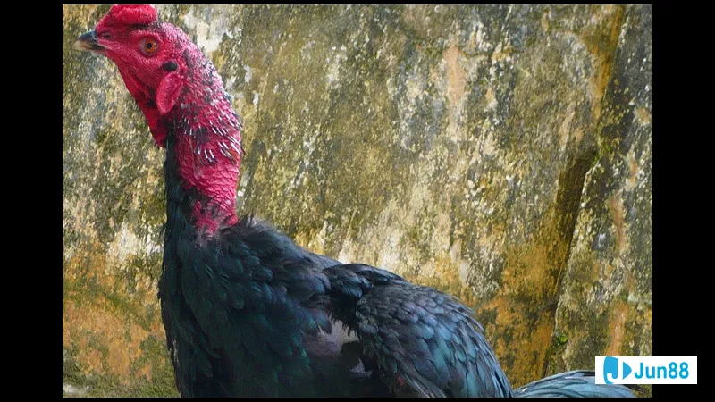 Mây đen che phủ bầu trời xám