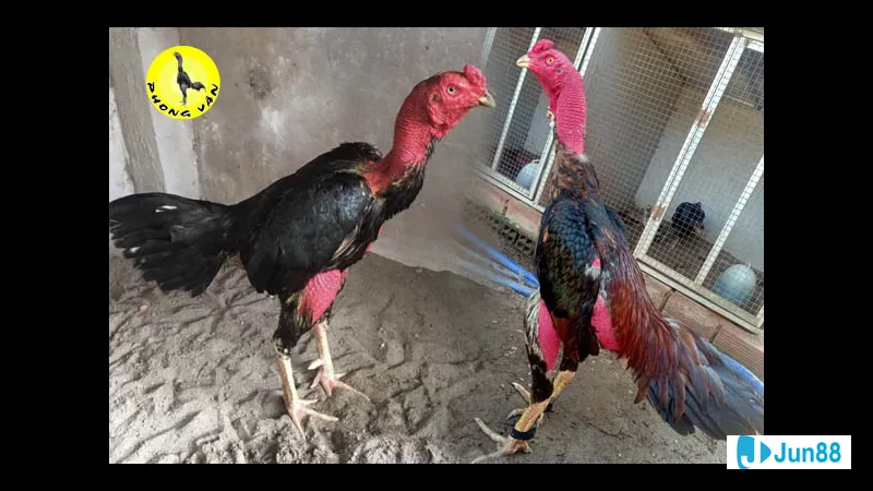 Minh họa cho Những yếu tố ảnh hưởng