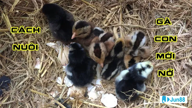 Gà chọi mới nở trong chuồng nuôi