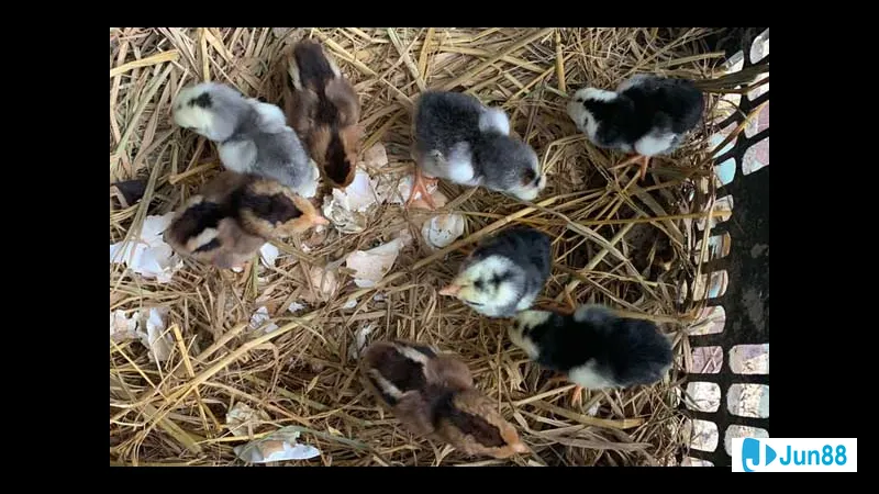 Tiêm phòng đề phòng bệnh