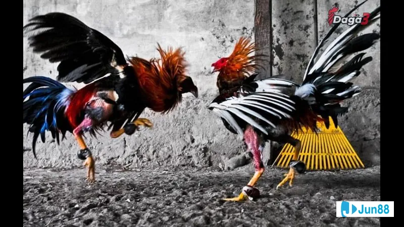 Quy luật di truyền phối màu lông gà