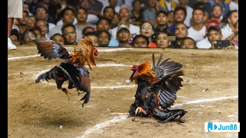 Nhóm nài gà chuyên nghiệp Nhóm nài gà chuyên nghiệp