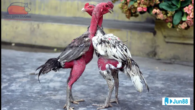 Kỹ thuật đổ gà dạng lai cuốn