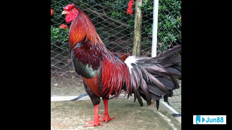 Gà đá Mỹ cựa sắt Gà đá Mỹ cựa sắt