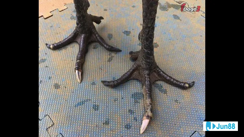 Chế độ ăn uống