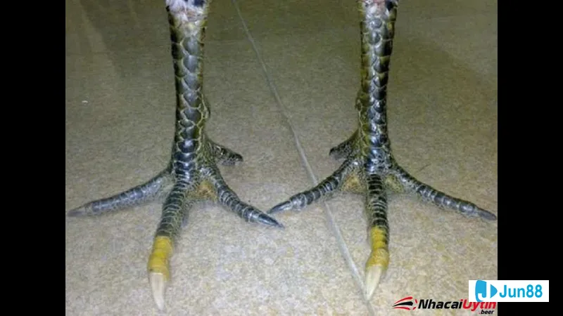 Gà hắc hổ thới nuôi trong điều kiện