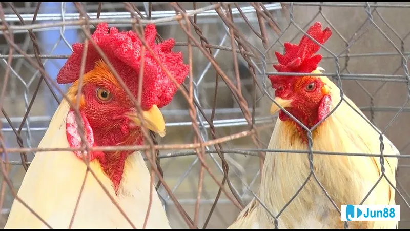 Hai võ sĩ đang tạo dáng sẵn sàng