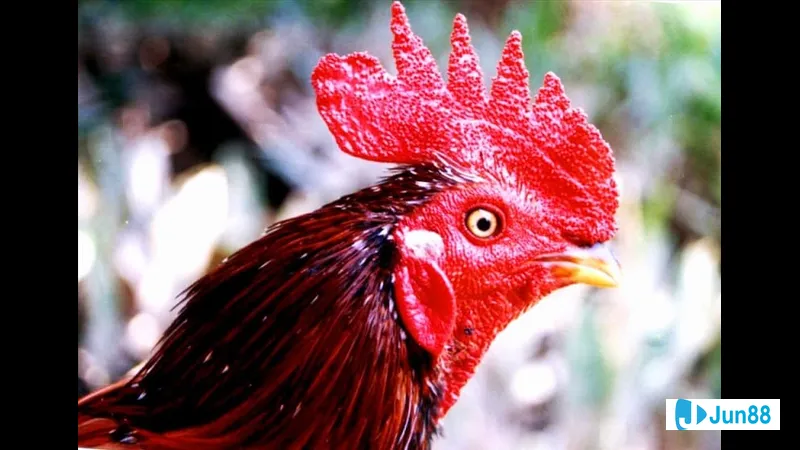 Gà mồng trà nổi bật với lông vàng