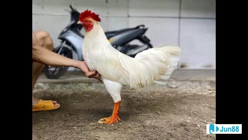 Dinh dưỡng cần thiết cho sức khỏe