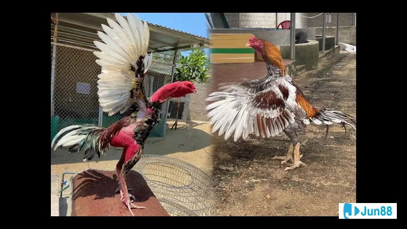 Gà đá chọi nhau trên sàn đấu