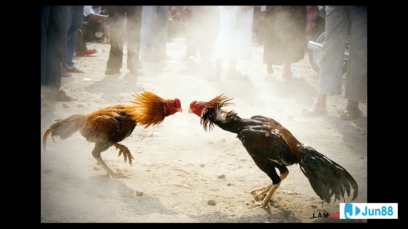 Hai người đang chăm chỉ đào